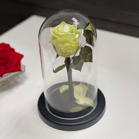 Роза в стеклянной колбе (фисташка) Mini