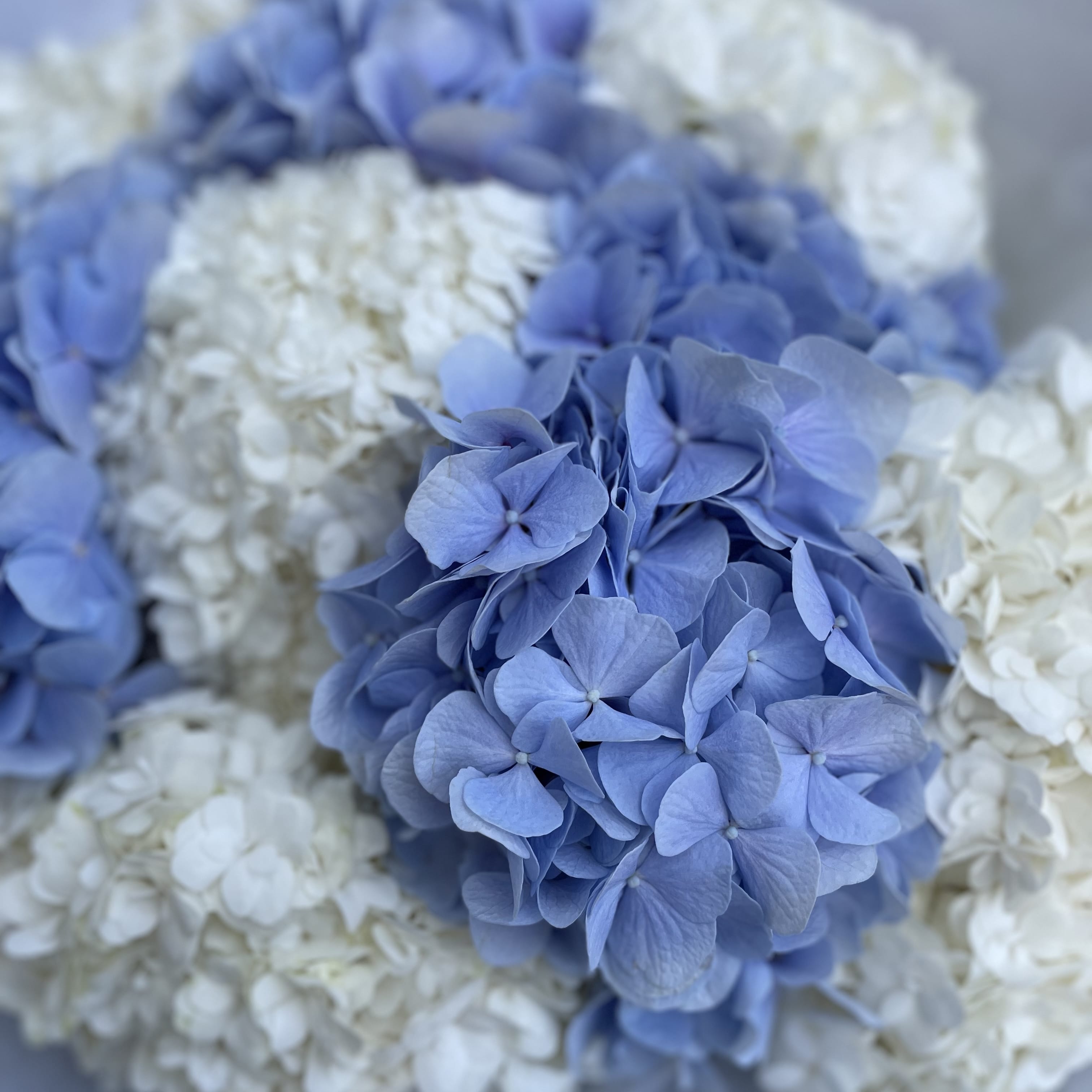 Букет гортензий "Гармоничный аккорд"