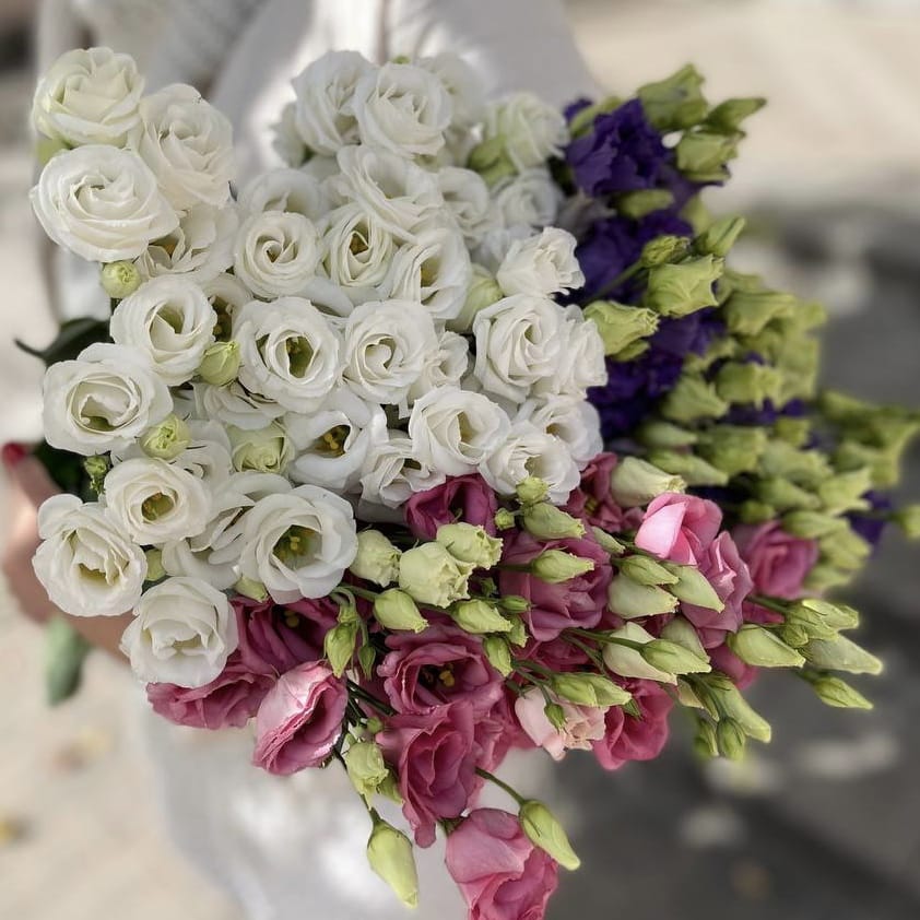 Эустома (Лизиантус)