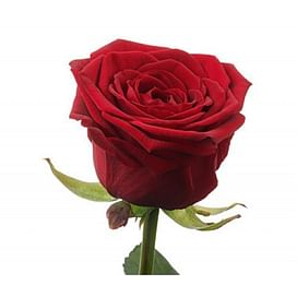 Роза "Престиж" 55-65 см
