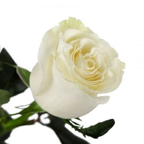 Роза Мондиаль (Mondial) 55-65 см