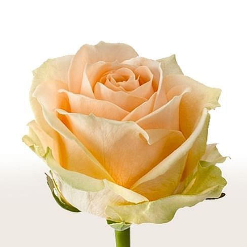 Роза Аваланш Пич (Avalanche Peach) 55-65 см