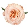 Роза Шиммер (Shimmer) 55-65 см