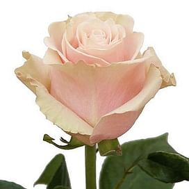 Роза Пинк Мондиаль (Pink Mondial) 55-65 см