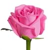 Роза Аква (Aqua) 55-65 см