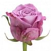 Роза Мэритим (Maritim) 55-65 см