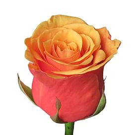 Роза Эспана (Espana) 55-65 см