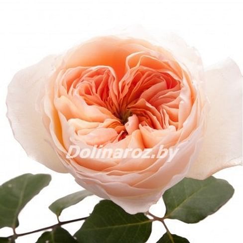 Пионовидная роза "Джульета"