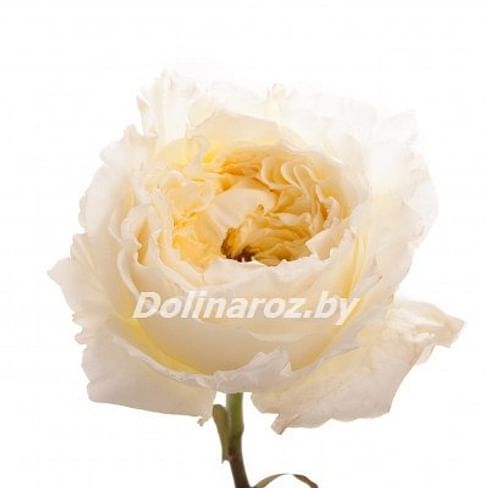 Пионовидная роза Пейшенс