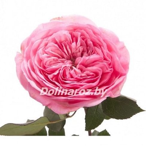 Пионовидная роза Мария Тереза