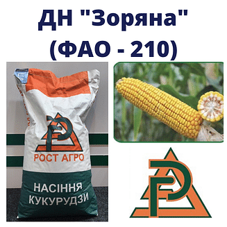 Кукурудза "ДН Зоряна" Рост-Агро (ФАО-210)