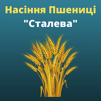 Пшениця "Сталева" Агро Ритм (1 репродукція)