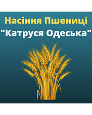 Пшениця "Катруся одеська" Агро Ритм (1 репродукція)