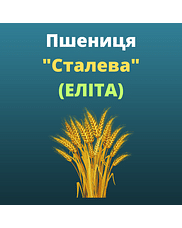 Пшениця "Сталева" Агро Ритм (Еліта)