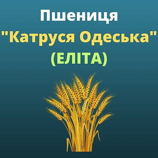 Пшениця "Катруся одеська" Агро Ритм (Еліта)