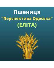 Пшениця "Перспектива Одеська" Агро Ритм (Еліта)