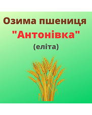 Пшениця "Антонівка" Рост-Агро (Еліта)