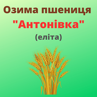 Пшениця "Антонівка" Рост-Агро (Еліта)