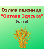 Пшениця "Октава Одеська" Рост-Агро (Еліта)