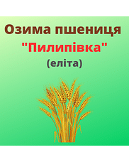 Пшениця "Пилипівка" Рост-Агро (Еліта)