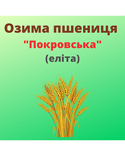 Пшениця "Покровська" Рост-Агро (Еліта)