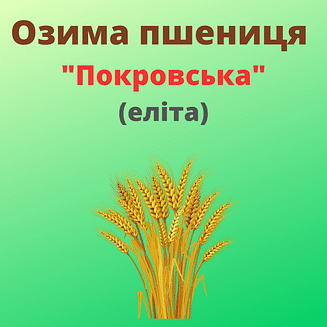 Пшениця "Покровська" Рост-Агро (Еліта)
