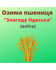 Пшениця "Злагода Одеська" Рост-Агро (Еліта)