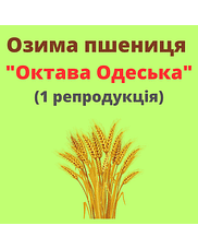 Пшениця "Октава Одеська" Рост-Агро (1 репродукція)