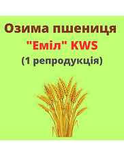 Пшениця "Еміл" KWS (1 репродукція)
