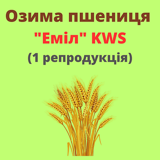Пшениця "Еміл" KWS (1 репродукція)
