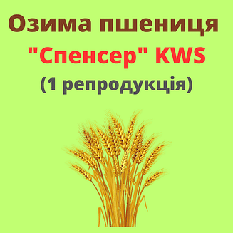 Пшениця "Спенсер" KWS (1 репродукція)