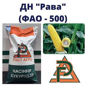 Кукурудза "ДН Рава" Рост-Агро (ФАО-500)
