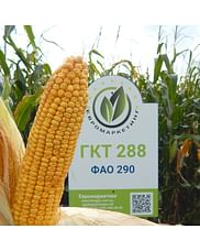 Кукурудза "ГКТ 288" Хімагромаркетинг (ФАО - 290)