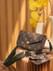 Felicie Strap Louis Vuitton M80091