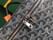Muse bag Goyard GK05