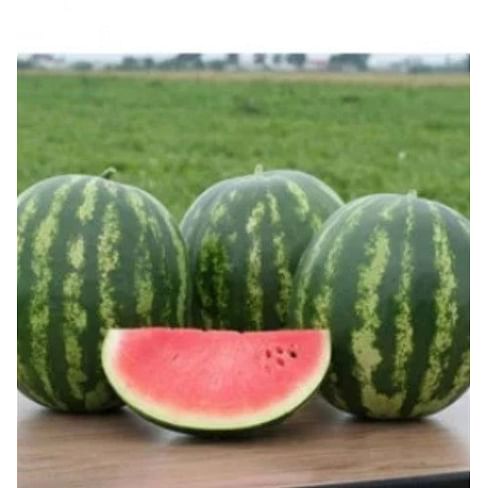 Лентуш F1 семена арбуза тип Кримсон Свит ультрараннего 1 000 семян Lark Seeds/Ларк Сидс