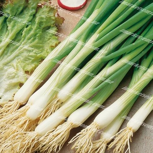 Грин лайн семена лука на перо раннего Agri Saaten