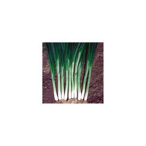Грин Баннер (Green Banner) семена лука на перо Seminis/Семинис