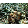Шилтон F1 семена лука репчатого озимого Agri Saaten