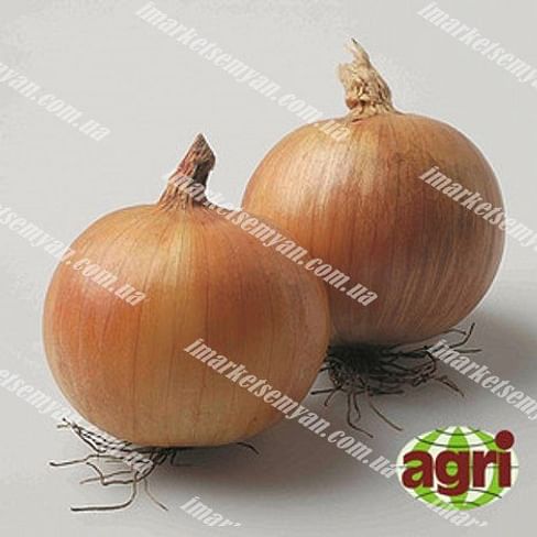 Роксен F1 семена лука репчатого озимого Agri Saaten