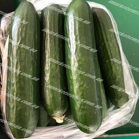 Пис F1 (Pis F1) семена огурца партенокарп. раннего Lark Seeds/Ларк Сидс