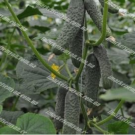 Ратник F1 (315 F1) семена огурца партенокарп. раннего Yuksel/Юксел