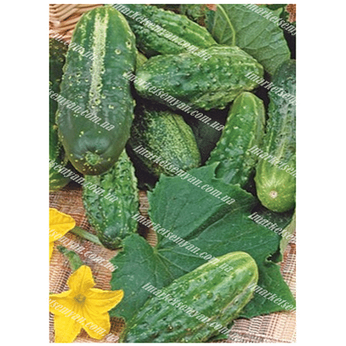 Семена огурца Шакти 100 грамм PPZ Seeds