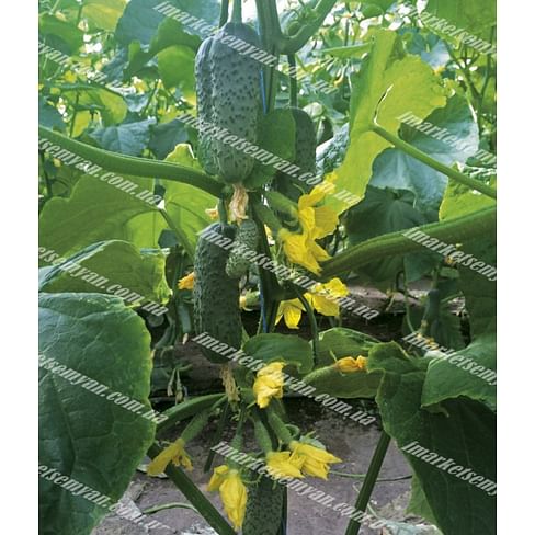 ZKI-104 F1 семена огурца партенокарпический Lark Seeds/Ларк Сидс