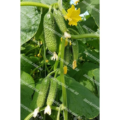Уникум F1 новинка семена огурца партенокарпического Lark Seeds/Ларк Сидс