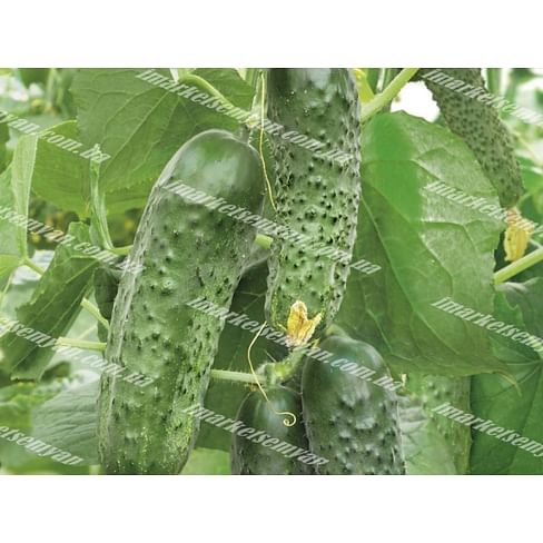 Каролина F1 семена огурца партенок. 1 000 семян Lark Seeds/Ларк Сидс