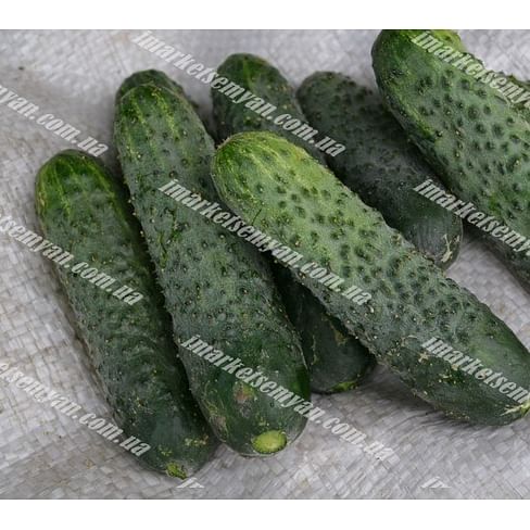 Стингер F1 семена огурца партенокарпического Lark Seeds/Ларк Сидс