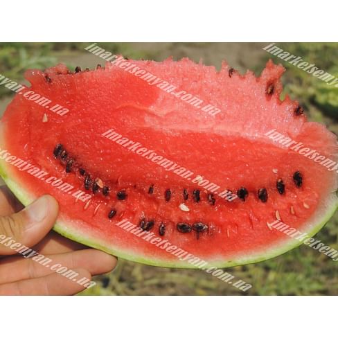 АУ Продюсер семена арбуза 500 грамм LibraSeeds