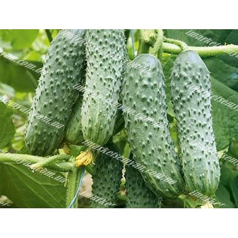 Талия F1 (AGX 30-240 F1) семена огурца пчелоопыляемого раннего Agri Saaten