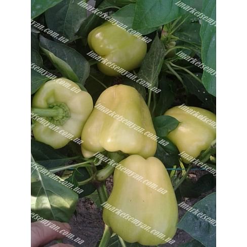 Ирен F1 семена перца сладкого тип Блочный раннего 500 семян Enza Zaden/Энза Заден